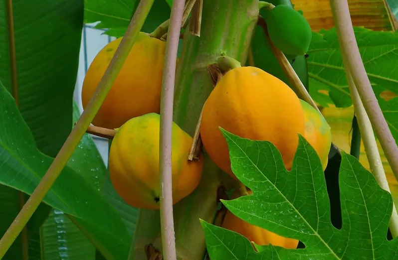 Crafting Captivating Headlines: Your awesome post title goes here buah-carica-dieng