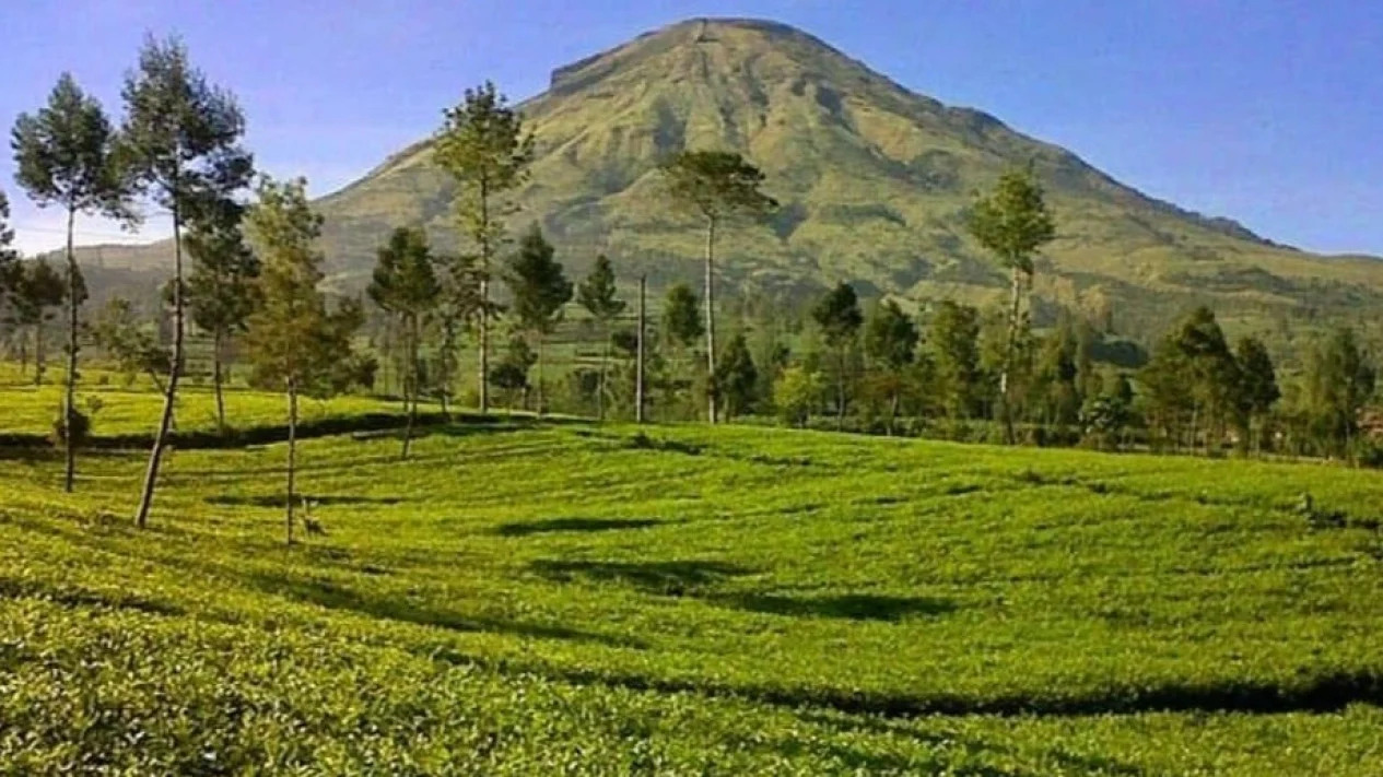 Mastering the First Impression: Your intriguing post title goes here kebun-teh